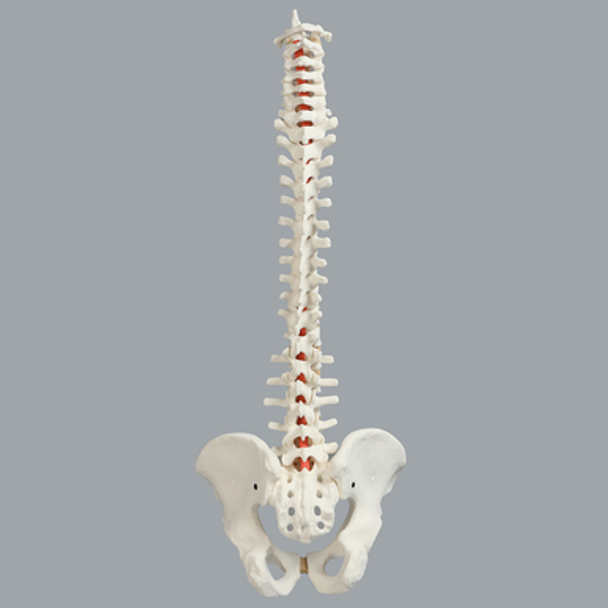 Spine with Male Pelvis, Solid Foam, Full