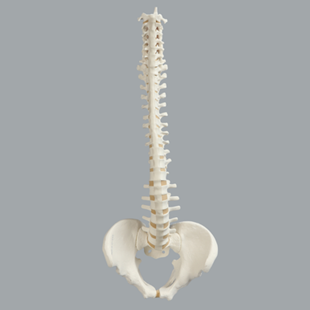 Spine with Male Pelvis, Solid Foam, Full