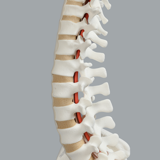 Spine with Male Pelvis, Solid Foam, Full