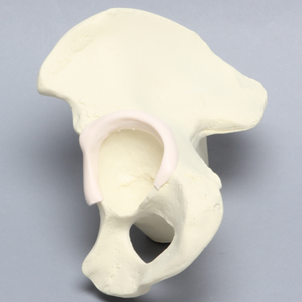 Hemi Pelvis with Labrum and Vise Attachment, Foam Cortical, Left