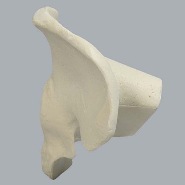 Hemi Pelvis with 56 mm Acetabulum and Vise Attachment, Solid Foam, Left
