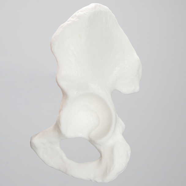 Hemi Pelvis with 54 mm Acetabulum, Solid White Plastic, Left