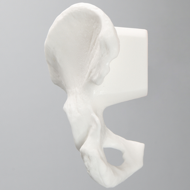 Hemi Pelvis with 54 mm Acetabulum, Solid White Plastic, Left