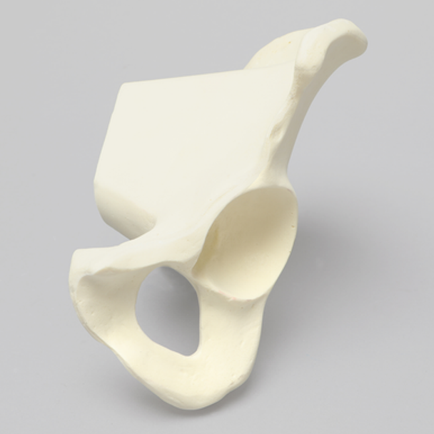 Hemi Pelvis, Light Density, Solid Foam, Left