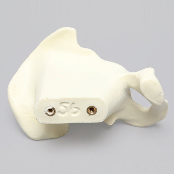 Hemi Pelvis, Light Density, Solid Foam, Left