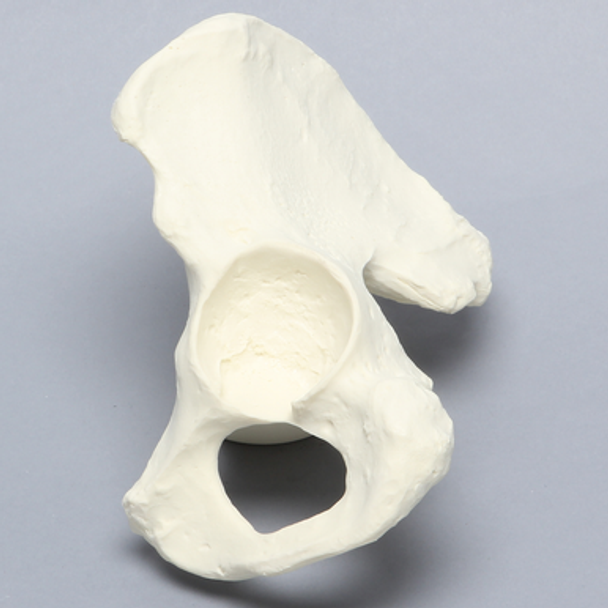 Hemi Pelvis with 48mm Acetabulum, Solid Foam, Left