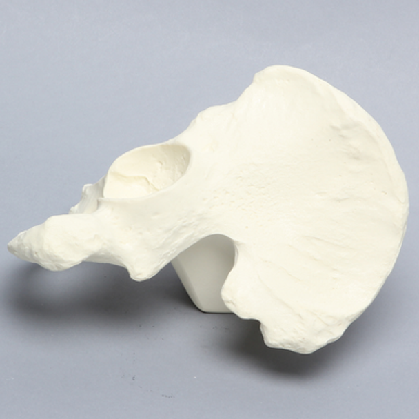 Hemi Pelvis with 48mm Acetabulum, Solid Foam, Left