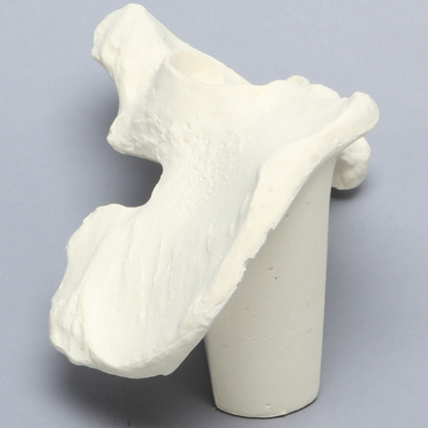 Hemi Pelvis with 48mm Acetabulum, Solid Foam, Left