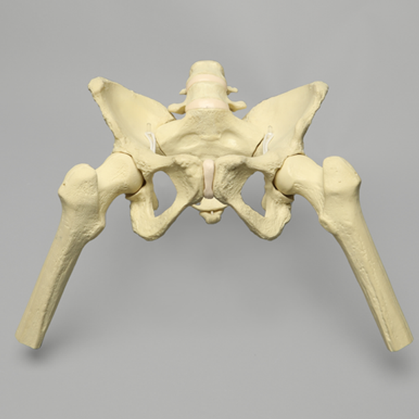Pelvis with Removable Femurs, Female, Solid Foam