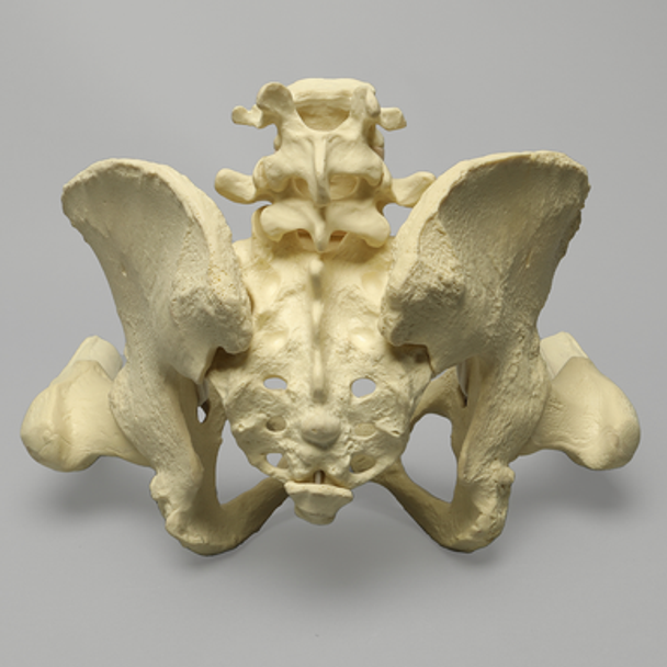 Pelvis with Removable Femurs, Female, Solid Foam