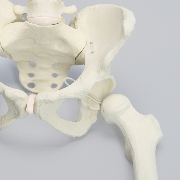 Pelvis with Removable Legs and Movable SI Joints, Female, Solid Foam