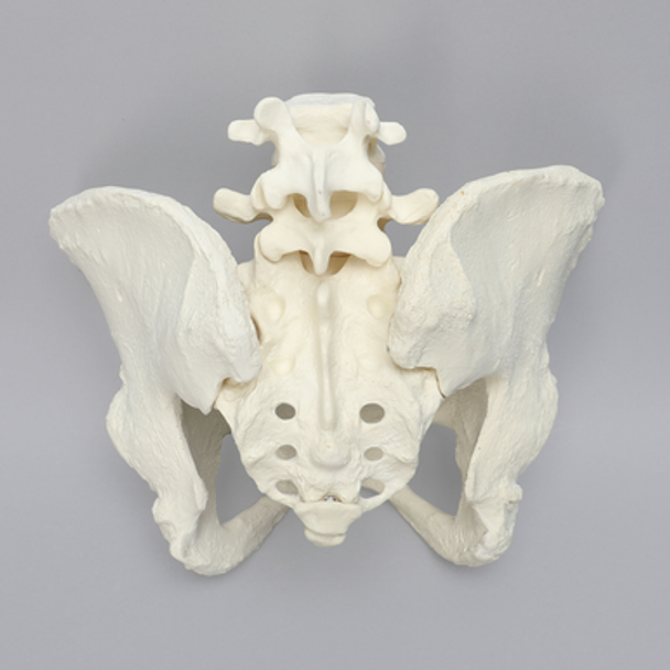 Lumbar Spine with Pelvis, Full Female, Solid Foam