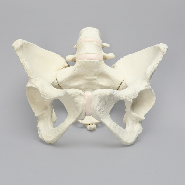 Lumbar Spine with Pelvis, Full Female, Solid Foam