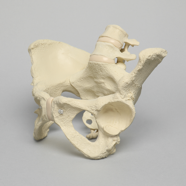 Lumbar Spine with Pelvis, Full Female, Solid Foam