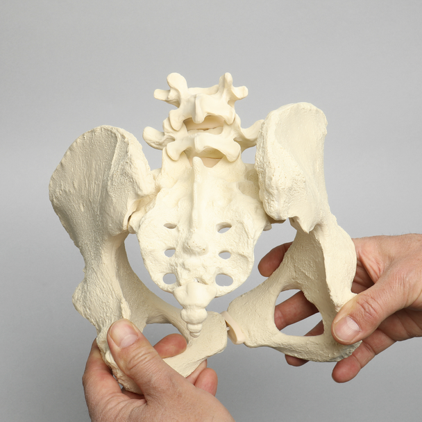 Lumbar Spine with Pelvis, Full Female, Solid Foam