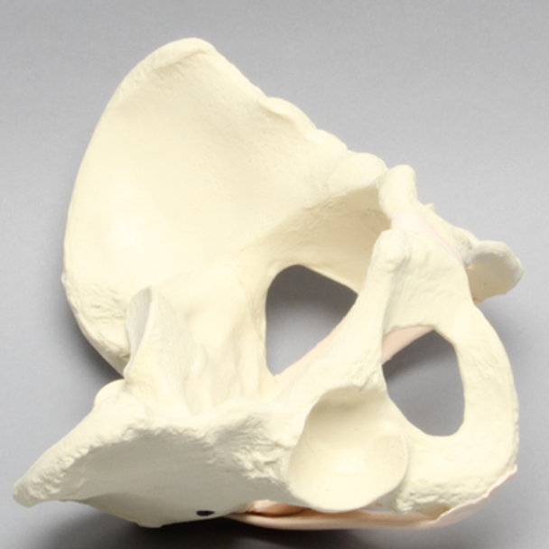 Pelvis with Ligaments, Full Female, Solid Foam