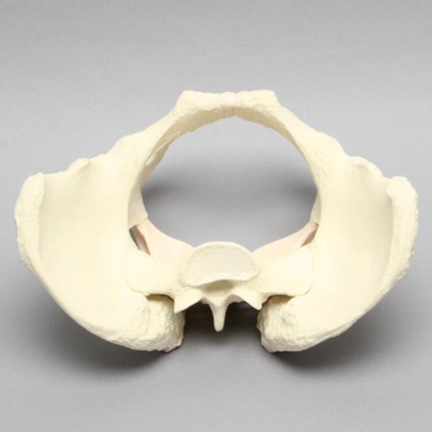 Pelvis with Ligaments, Full Female, Solid Foam