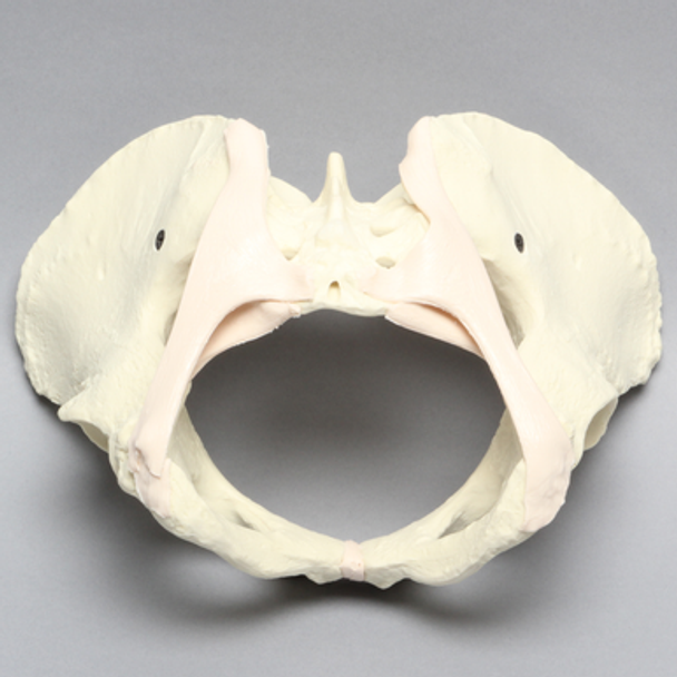 Pelvis with Ligaments, Full Female, Solid Foam