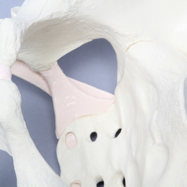 Pelvis with Ligaments, Full Female, Solid Foam