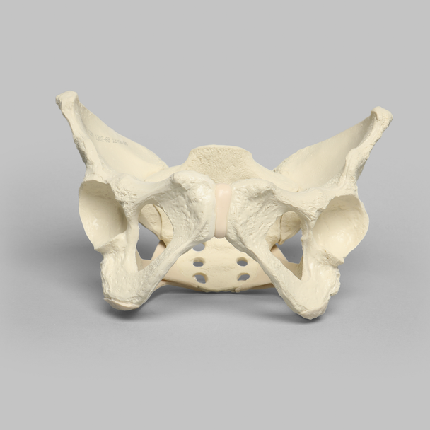 Pelvis with Ligaments, Full Female, Solid Foam