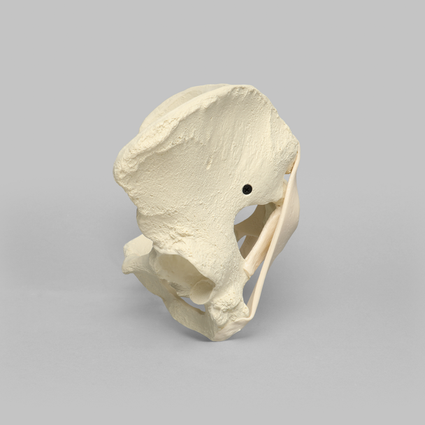 Pelvis with Ligaments, Full Female, Solid Foam