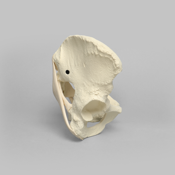 Pelvis with Ligaments, Full Female, Solid Foam