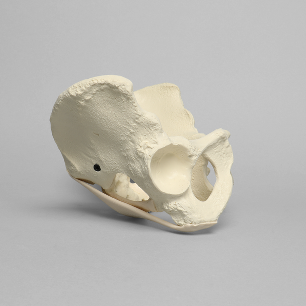Pelvis with Ligaments, Full Female, Solid Foam