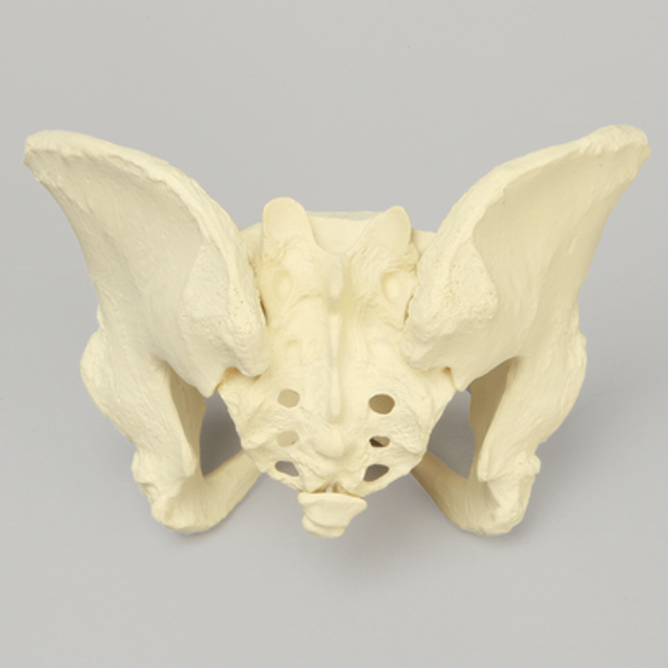 Pelvis with Movable SI Joints, Full Female, Solid Foam