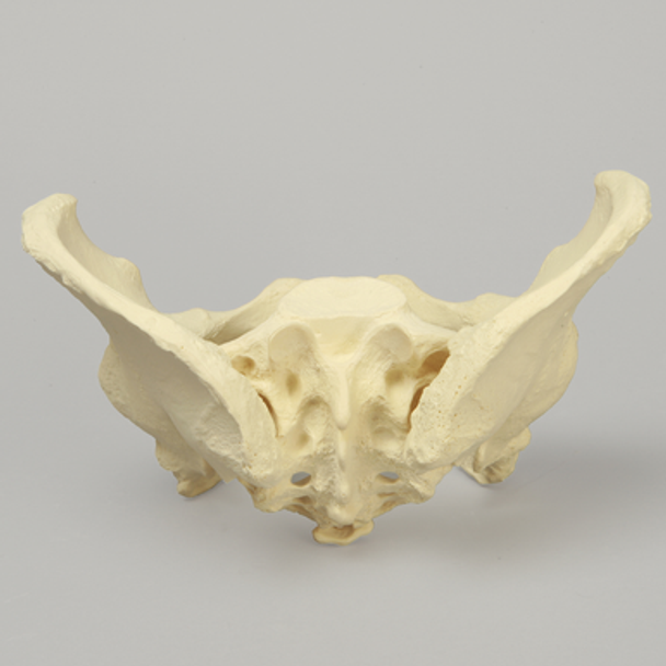 Pelvis with Movable SI Joints, Full Female, Solid Foam