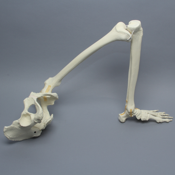 Pelvis with Leg, Full Female, Solid Foam and Foam Cortical