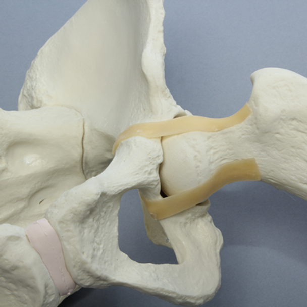 Pelvis with Leg, Full Female, Solid Foam and Foam Cortical