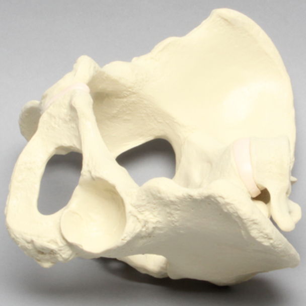 Pelvis with L5 and Movable SI Joints, Full Female, Solid Foam