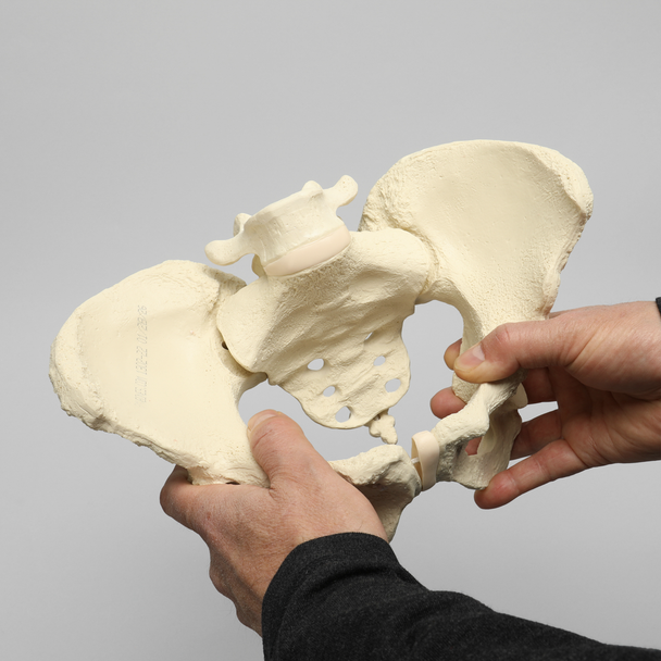 Pelvis with L5 and Movable SI Joints, Full Female, Solid Foam