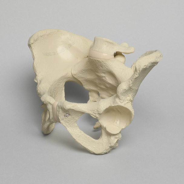 Pelvis with L5 and Movable SI Joints, Full Female, Solid Foam