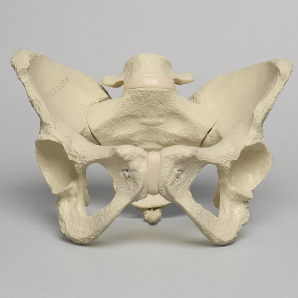 Pelvis with L5 and Movable SI Joints, Full Female, Solid Foam