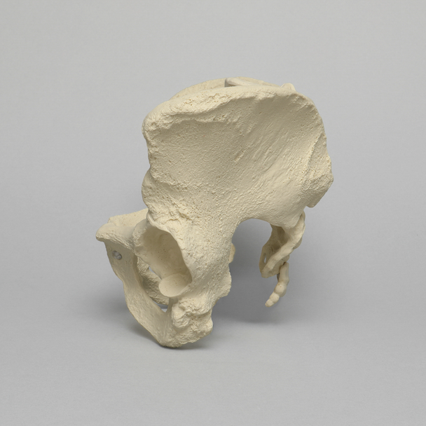 Pelvis with L5 and Movable SI Joints, Full Female, Solid Foam