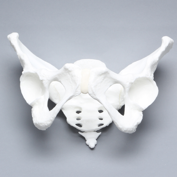 Pelvis with Coccyx, Female, Solid White Plastic