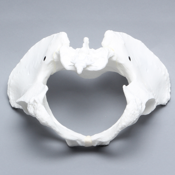 Pelvis with Coccyx, Female, Solid White Plastic