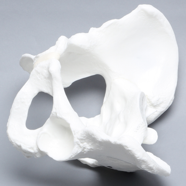 Pelvis with Coccyx, Female, Solid White Plastic