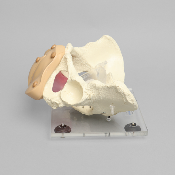 Pelvis, Full Female, Uterine Trainer