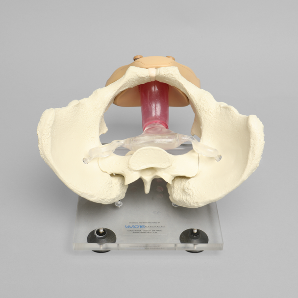 Pelvis, Full Female, Uterine Trainer