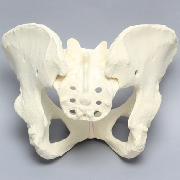 Pelvis, Full Female, Solid Foam