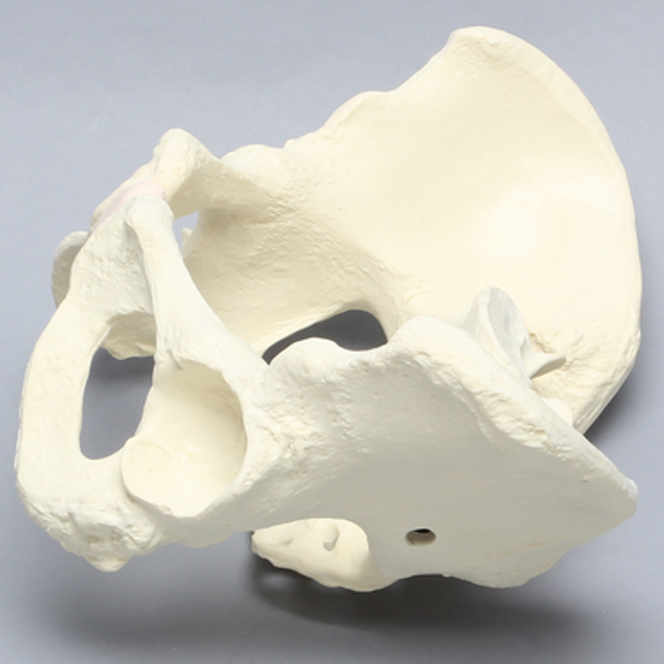 Pelvis, Full Female, Solid Foam