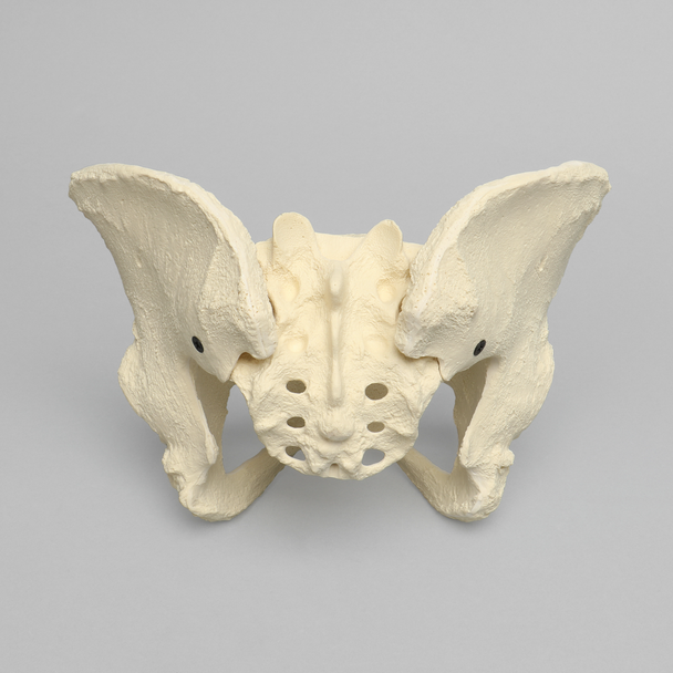 Pelvis, Full Female, Solid Foam