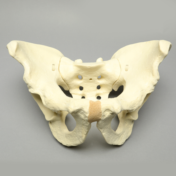Pelvis, Large, Configured for 1660-12 Base, Solid Foam Pelvis, Large, Configured for 1660-12 Base, Solid Foam