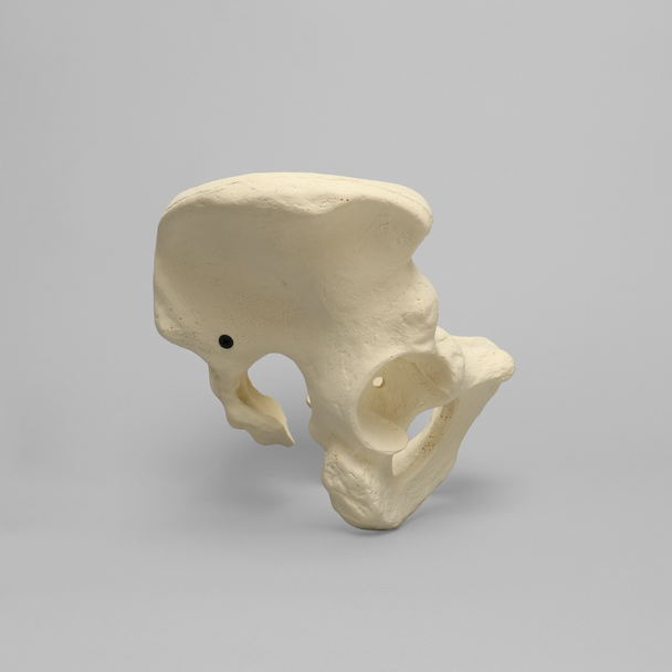 Pelvis, Large, Configured for 1660-12 Base, Solid Foam
