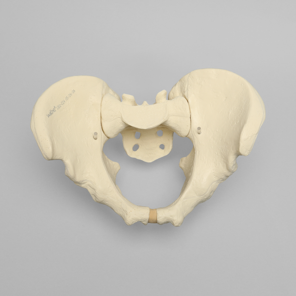 Pelvis, Large, Configured for 1660-12 Base, Solid Foam