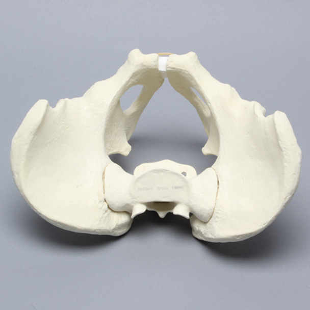 Pelvis with Acetabular Fractures, Full Male, Foam Cortical