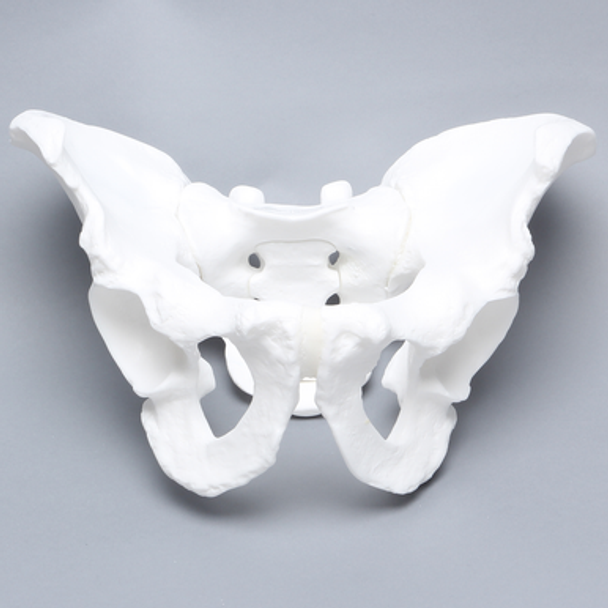 Pelvis, Full Male, White Plastic