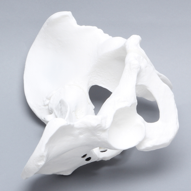 Pelvis, Full Male, White Plastic